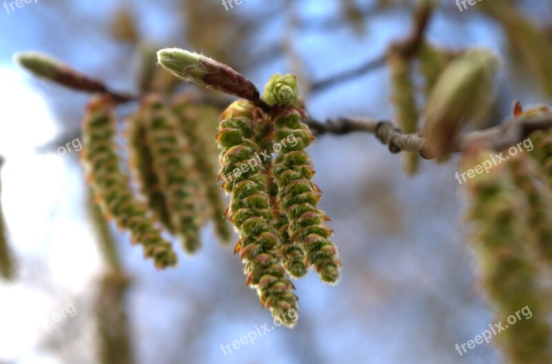 Bud Shoots Spring Branch Tree