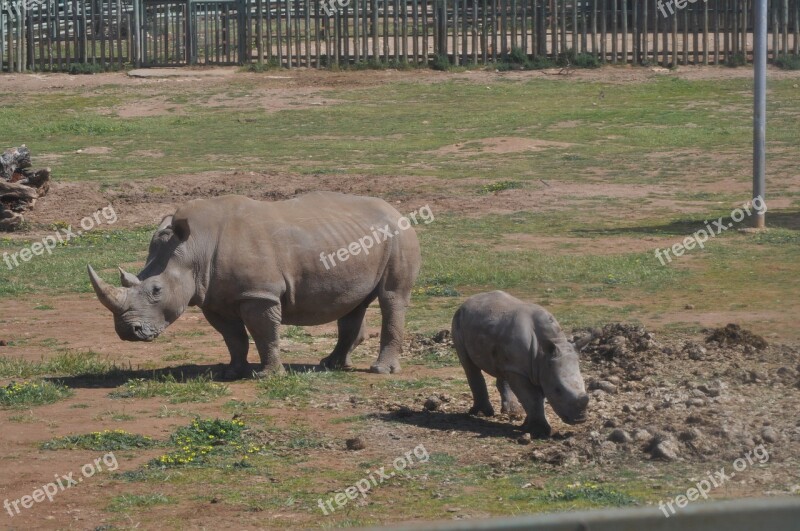 Monarto Zoo Zoo Outdoor Zoo Nature Wildlife