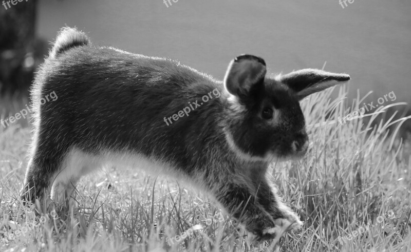 Rabbit Bunny Nature Jump Easter