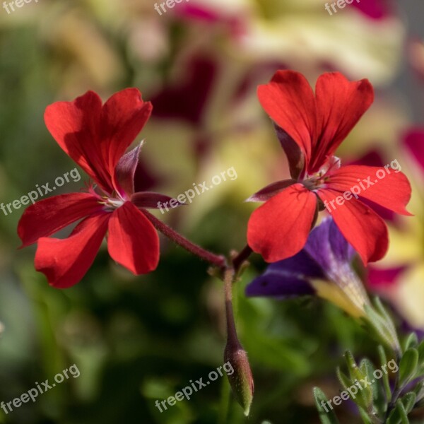 Red Flowers Bloom Garden Blossom