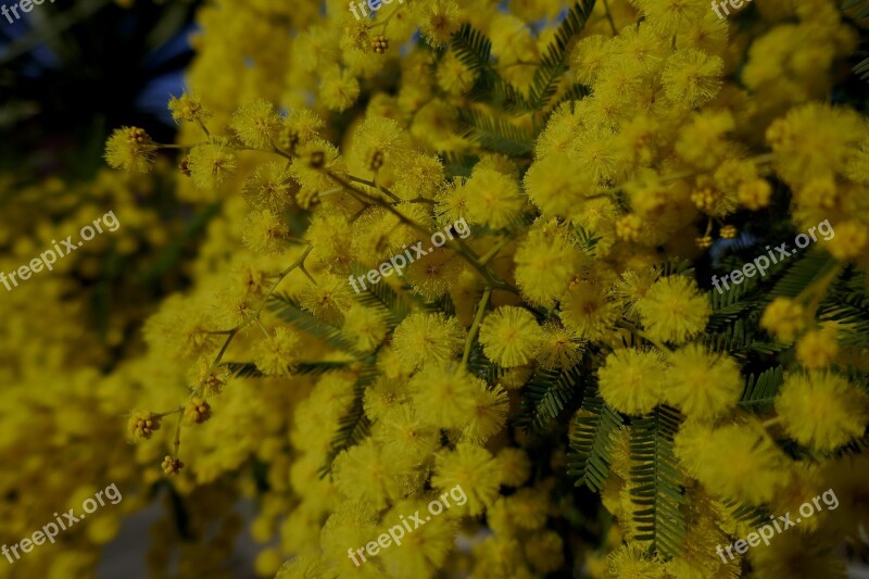 Mimosa Mimosa Woman Yellow Flower Spring