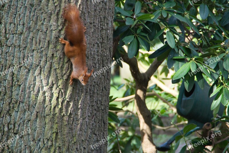 Squirrel Tree Nature Forest Animal Free Photos