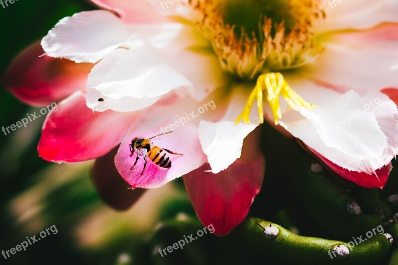 Flower Pink Bee Free Photos