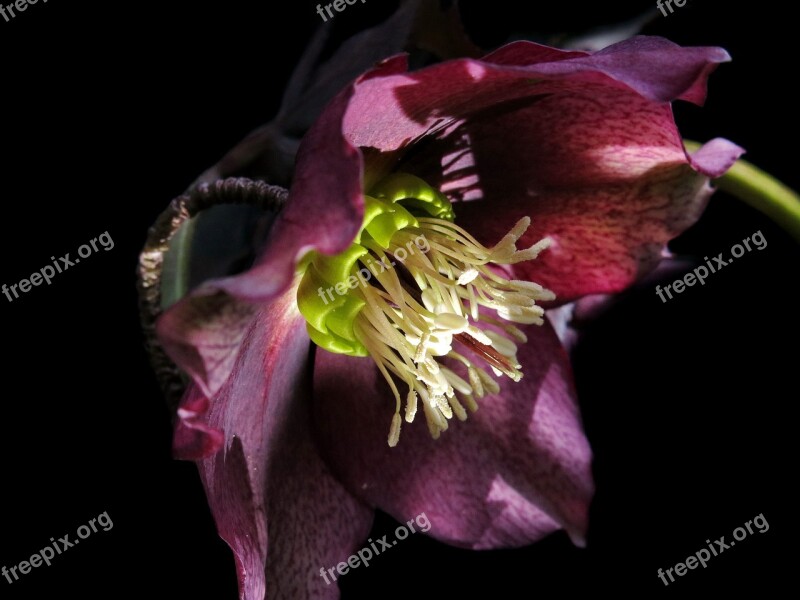 Christmas Rose Hellebore Anemone Blanda Helleborus Niger Purple Flower