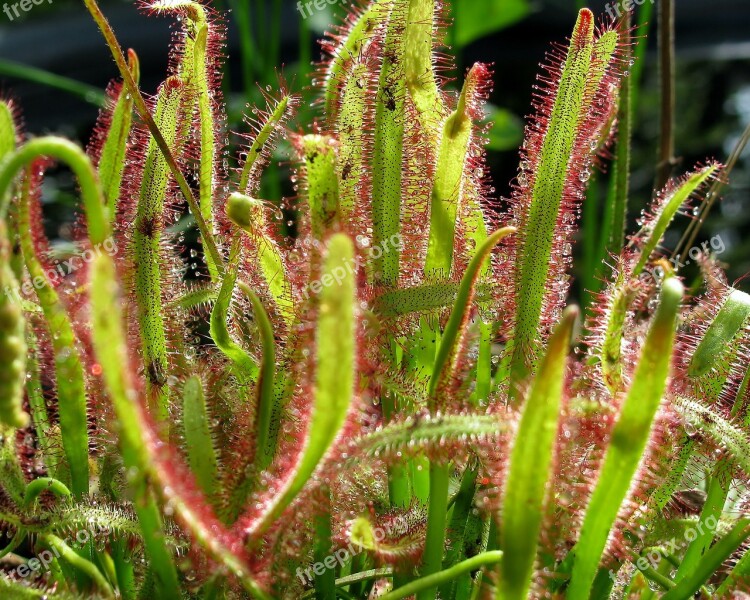 Sundew Carnivore Drosera Sticky Free Photos