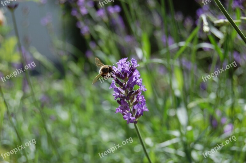 Honey Bee Lavender Pollen Nature Free Photos