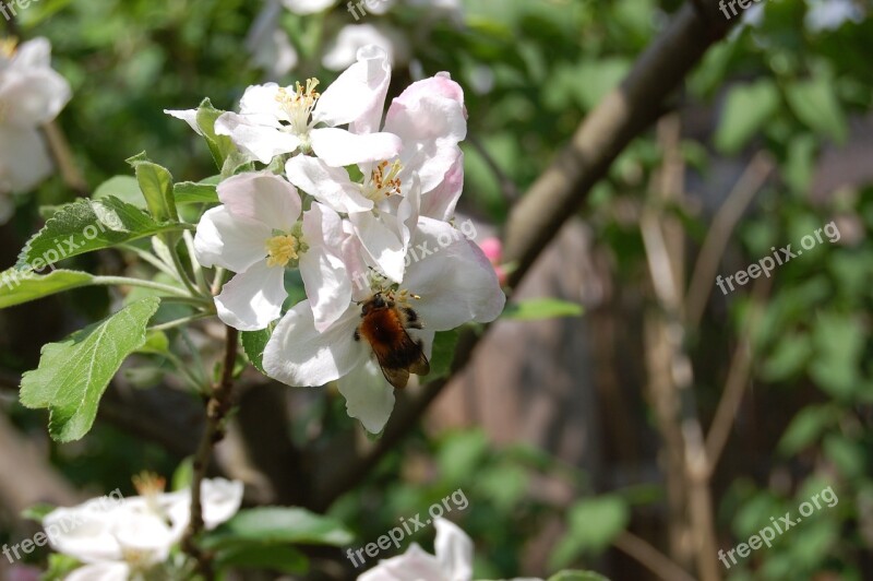 Apple Blossom Hummel Nature Apple Blossom Branch Insect