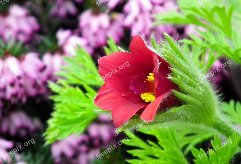 Sasanka Flower Red Garden Macro