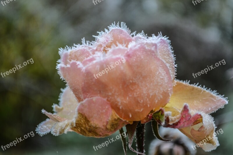 Gel Flowers Flower Winter Frozen