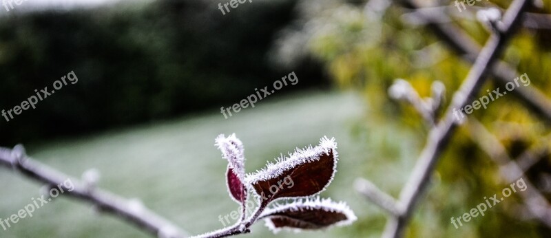 Gel Flower Winter Frozen Cold