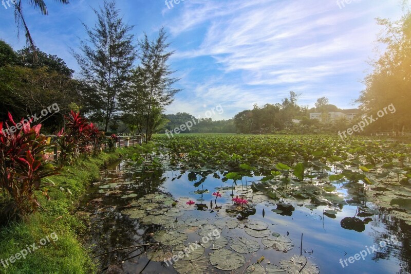 Landscape Nature Forest Clouds Fantasy