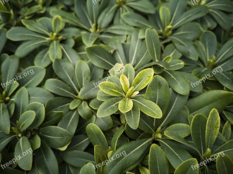 Green Plant Flower Nature Leaves