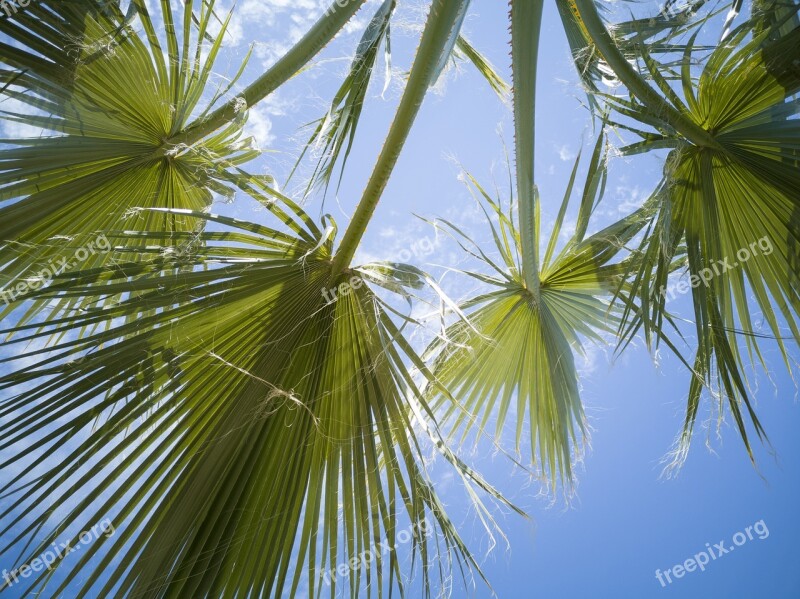 Palm Tree Leaves Green Nature