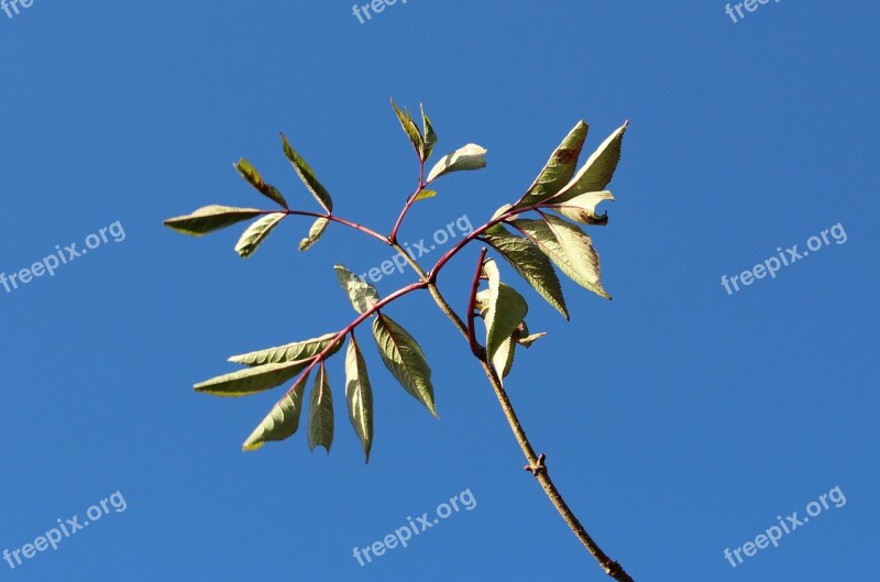 Leaves Sun Sky Sunny October