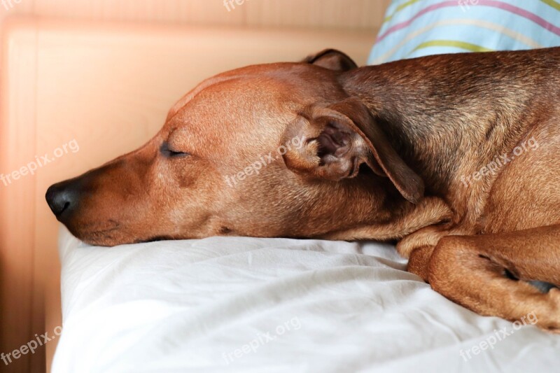 Dog Portrait Sleeps Sleep Pet