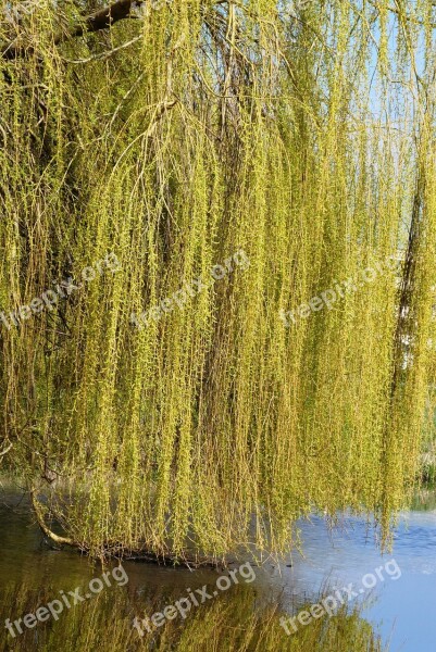 Weeping Willow Branches Branch Nature Ditch