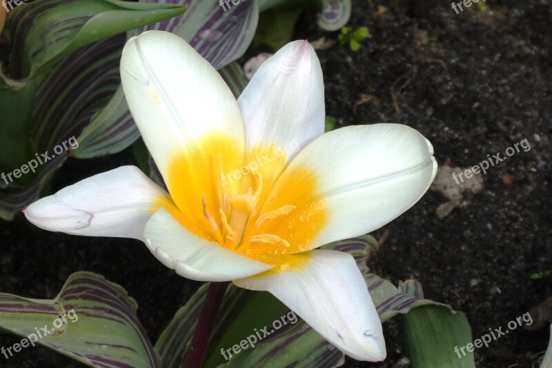 Flower White Spring Garden Vegetable