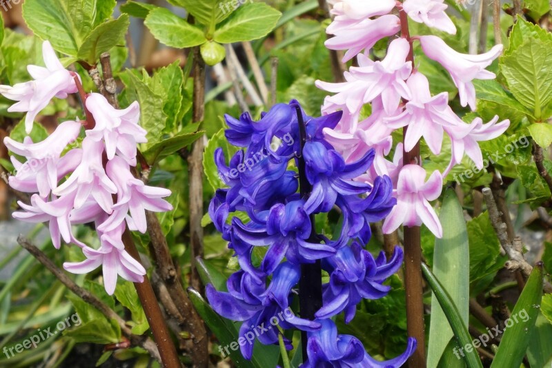 Hyacinth Voorjaarsbloem Bloom Flower Flowers