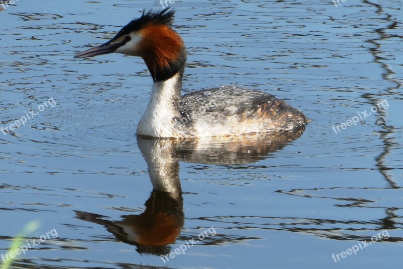 Grebe Swimming Ditch Feathers Plumage