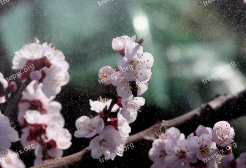 Flowers White Casey Tree Spring