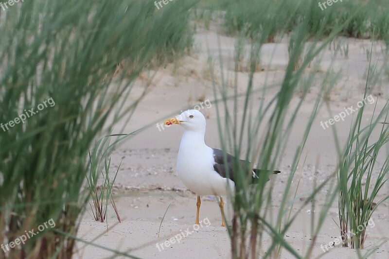 Seagull Bird Sea Animal World Nature