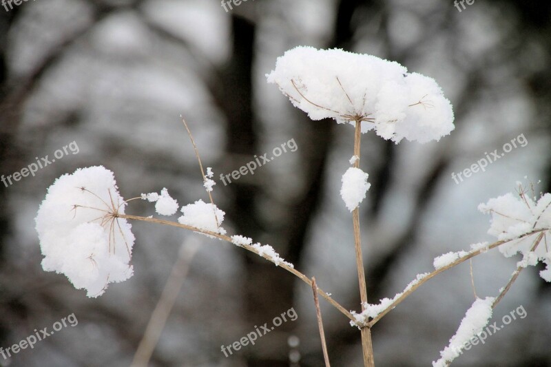 Winter Snow Plant Hood Wintry