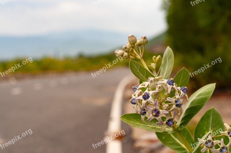 Road Flower Nha Trang Viet Nam Free Photos