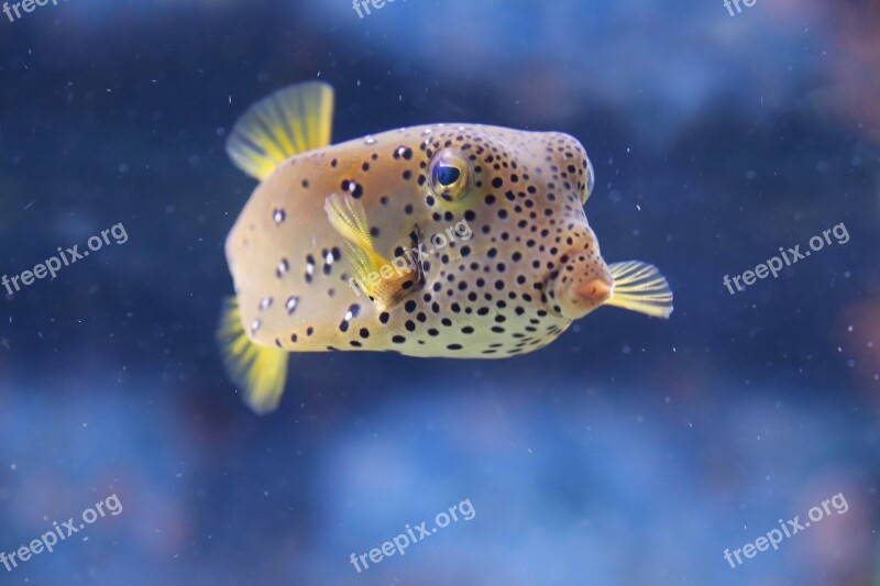 Puffer Fish Fish The Aquazoo Düsseldorf Löbbecke Museum Spotted