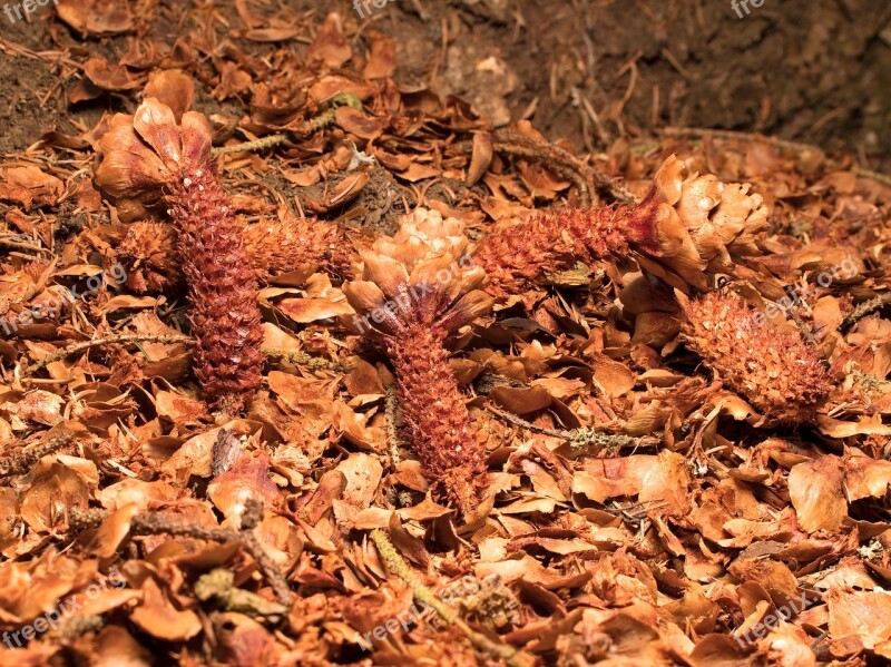 Squirrel Frassspur Feeding Tap Pine Cones Cone Scales