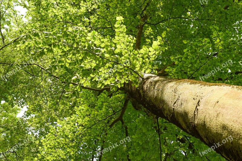 Tree Beech Forest Nature Leaf