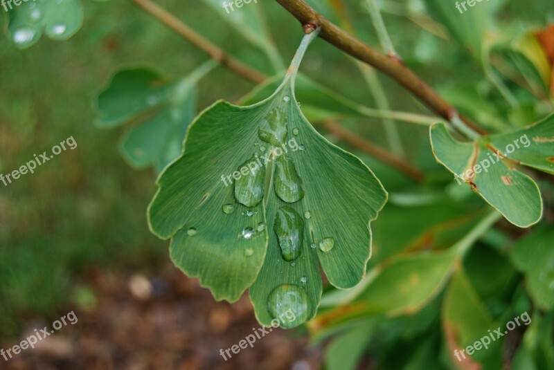 Leaf Green Ginkgo Environment Water