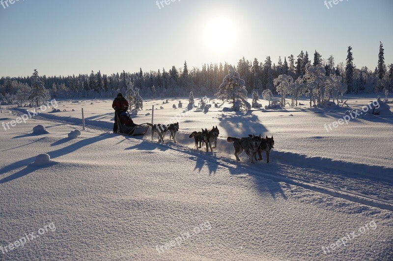 Sun Winter Winter Wonderland Nature Cold