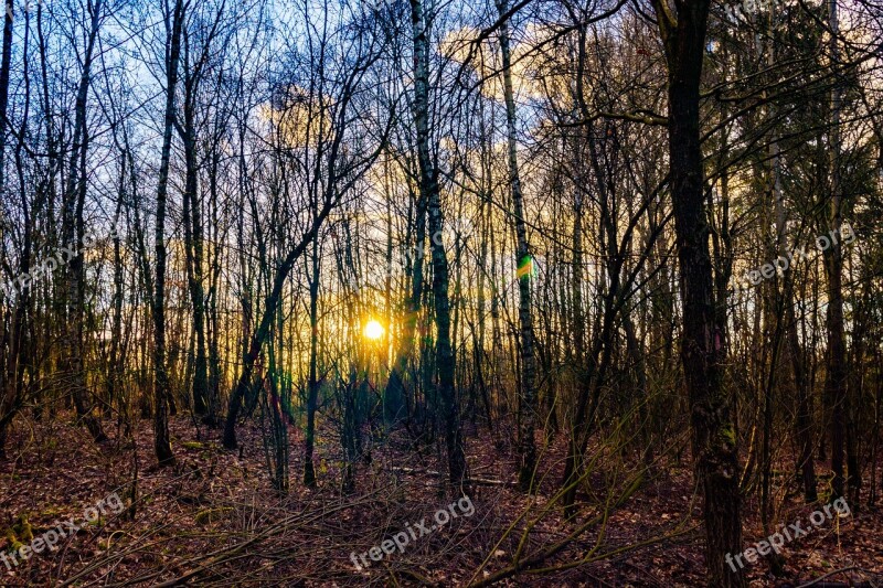 Forest Evening Sun Nature Sun Sunbeam