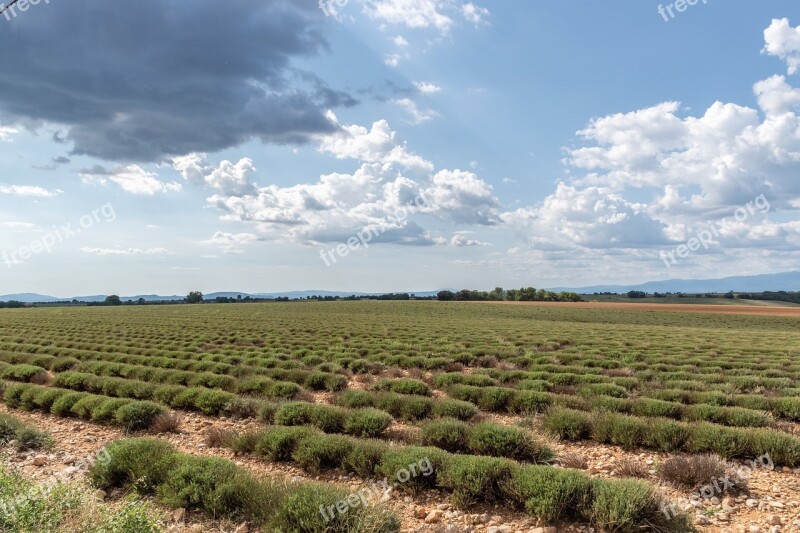 Lavender Field Plants Agriculture Valensole