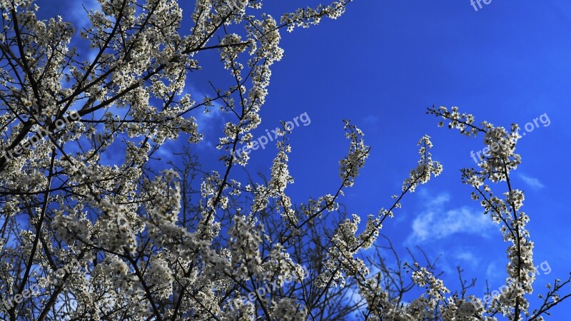 Flowers Tree Wildwachsend Nature Spring