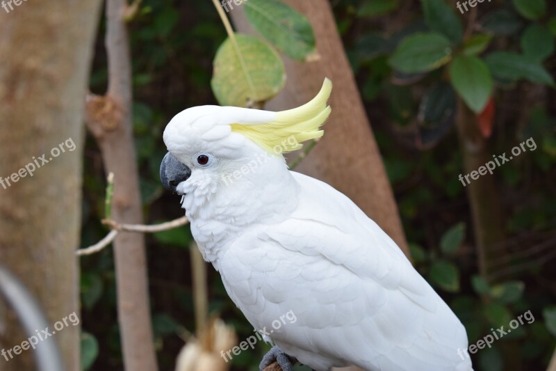 Parrot White Bird Feather Animal World