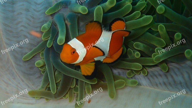 Diving Anemone Underwater Sea Reef