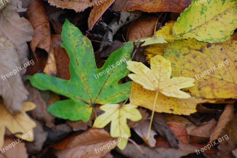 Leaves Field Maple Autumn Outdoor Free Photos