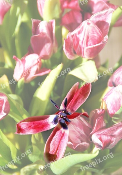 Tulip Overblown Plants Spring Garden