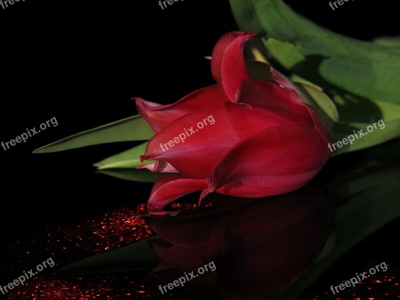 Tulip Red Red Tulip Blossom Bloom