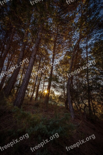 Forest Dawn Sun Landscape Tree