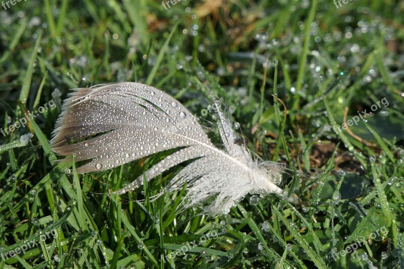 Feather Wet Morgentau Beaded Dewdrop