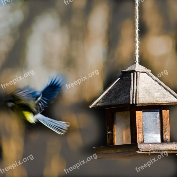 Bird Tit Blue Cute Garden