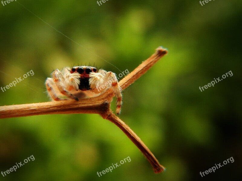 Spider Web Insect Eyes Silk