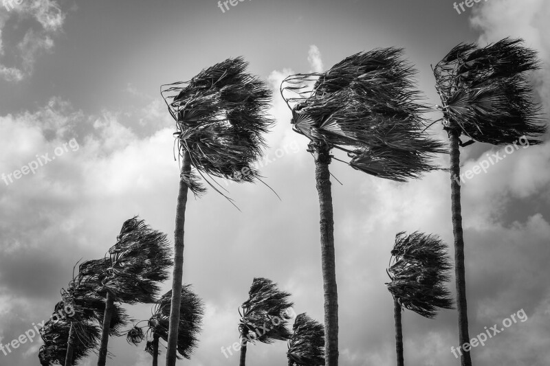 Palm Trees Wind Windy Weather Nature