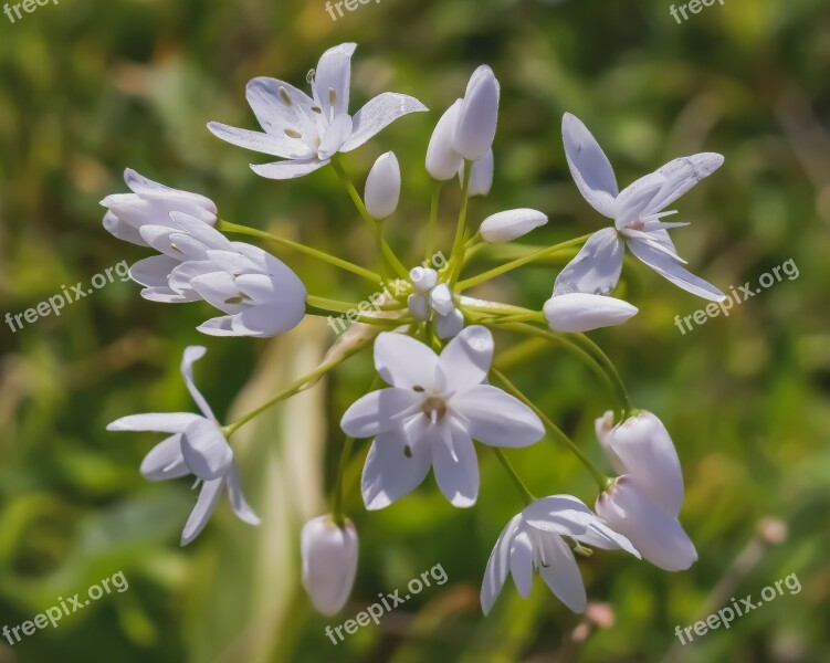 Wildflowers White Flower Nature Spring