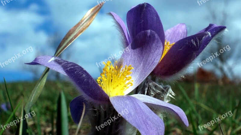 Pulsatilla Pulsatilla Grandis Flower Garden Nature