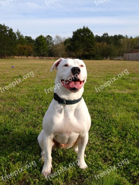 American Bulldog Pitbull Animal Scot Type Dog