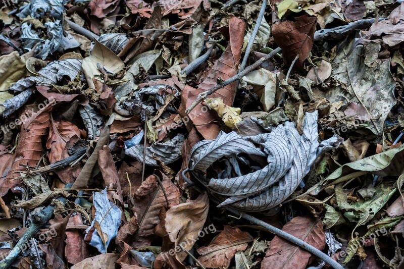 Dried Leaves Garden Forest Plants Leaves