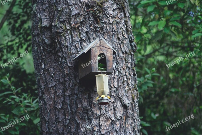 Forests House Of Birds Birdhouse Wood Tree